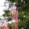 Août est la fin de la saison des fleurs… dans un mois, il gèlera.